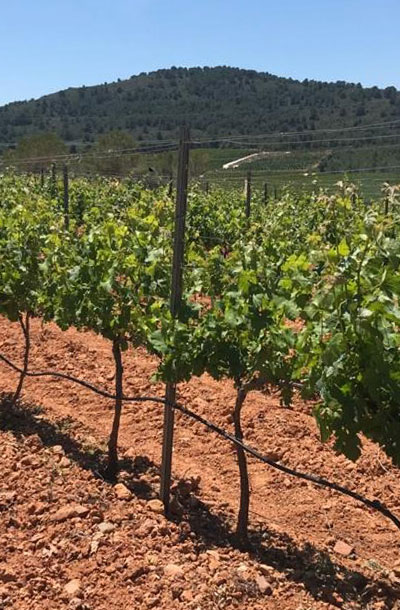 winery-59