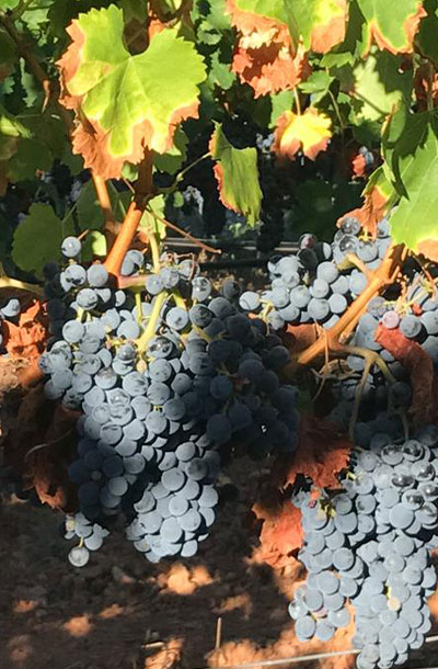 winery-58