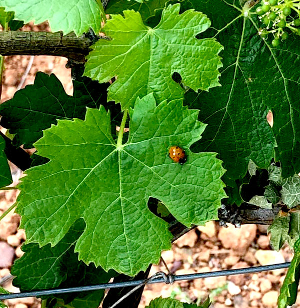 winery-67