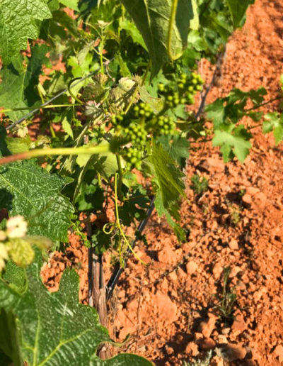 Mi Vino de Autor. Viñedo arcilloso en la Sierra del Espadan